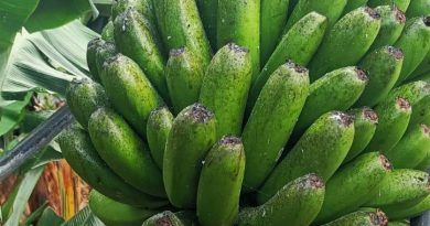 La Asociación de Trabajadores de la Tierra Canaria denuncia que los gobiernos canario y estatal “abandonan a su suerte” a los agricultores, “indefensos” frente a las plagas por la prohibición de plaguicidas