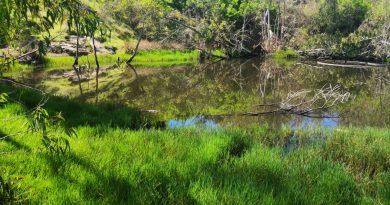 Carreras multitudinarias ponen en riesgo el enclave protegido para la avifauna de Lomo Riquiánez (Arucas)
