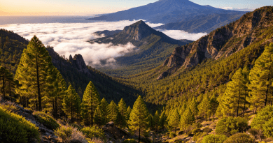 Por qué Liberación Canaria propone una enmienda a la totalidad a la Ley de Montes