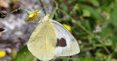 ZERYNTHIA y ACBC solicitan la protección urgente de la mariposa Pieris cheiranthi benchoavensis