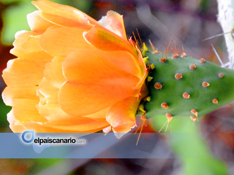 Flor del higo pico | Elpaí