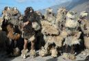 <strong>Publicado el estudio antropológico y etnográfico ‘Animales fingidos en las fiestas de Canarias’</strong>