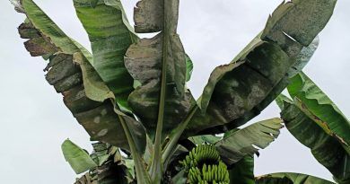La Asociación de Trabajadores de la Tierra Canaria denuncia que los gobiernos canario y estatal “abandonan a su suerte” a los agricultores, “indefensos” frente a las plagas por la prohibición de plaguicidas