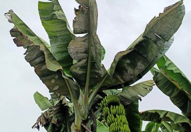 La Asociación de Trabajadores de la Tierra Canaria denuncia que los gobiernos canario y estatal “abandonan a su suerte” a los agricultores, “indefensos” frente a las plagas por la prohibición de plaguicidas