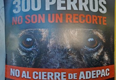 El desmantelamiento de ADEPAC y el negocio de la desprotección animal como modelo de la «nueva gestión» El desmantelamiento de ADEPAC y el negocio de la desprotección animal como modelo de la «nueva gestión»