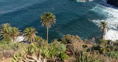 Drago Canarias denuncia que el PGO de Los Realejos incluye dos parcelas de uso turístico y 70.000 m2 colindantes a la Rambla de Castro