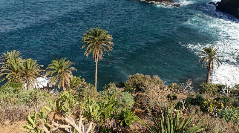 Drago Canarias denuncia que el PGO de Los Realejos incluye dos parcelas de uso turístico y 70.000 m2 colindantes a la Rambla de Castro Drago Canarias denuncia que el PGO de Los Realejos incluye dos parcelas de uso turístico y 70.000 m2 colindantes a la Rambla de Castro
