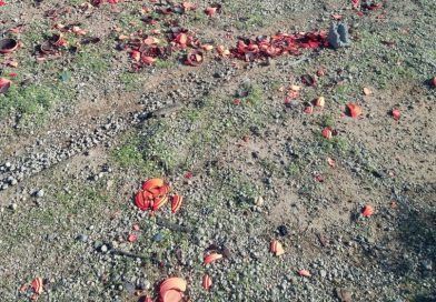 Imastanen critica el lugar de celebración del Campeonato Insular de Caza Imastanen critica el lugar de celebración del Campeonato Insular de Caza