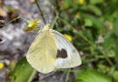 ZERYNTHIA y ACBC solicitan la protección urgente de la mariposa Pieris cheiranthi benchoavensis