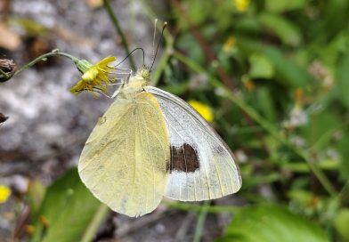 ZERYNTHIA y ACBC solicitan la protección urgente de la mariposa Pieris cheiranthi benchoavensis