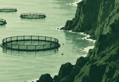 Liberación Canaria manifiesta su preocupación y oposición al proyecto de jaulas marinas previsto entre La Aldea de San Nicolás y Artenara