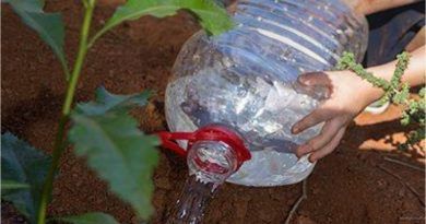 Acción Medioambiental de riego y mantenimiento de las repoblaciones en la Montaña de Firgas el domingo 26 de julio