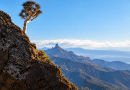 Turcón invita a descubrir los secretos de los dragos de Gran Canaria de la mano del naturalista Rafael Almeida Pérez