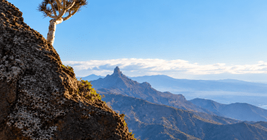 Turcón invita a descubrir los secretos de los dragos de Gran Canaria de la mano del naturalista Rafael Almeida Pérez