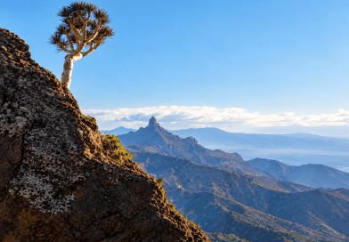 Turcón invita a descubrir los secretos de los dragos de Gran Canaria de la mano del naturalista Rafael Almeida Pérez Turcón invita a descubrir los secretos de los dragos de Gran Canaria de la mano del naturalista Rafael Almeida Pérez