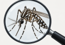 Iniciativa por La Gomera (IxLG) reclama una respuesta coordinada y rigurosa ante la detección del mosquito tigre en La Gomera